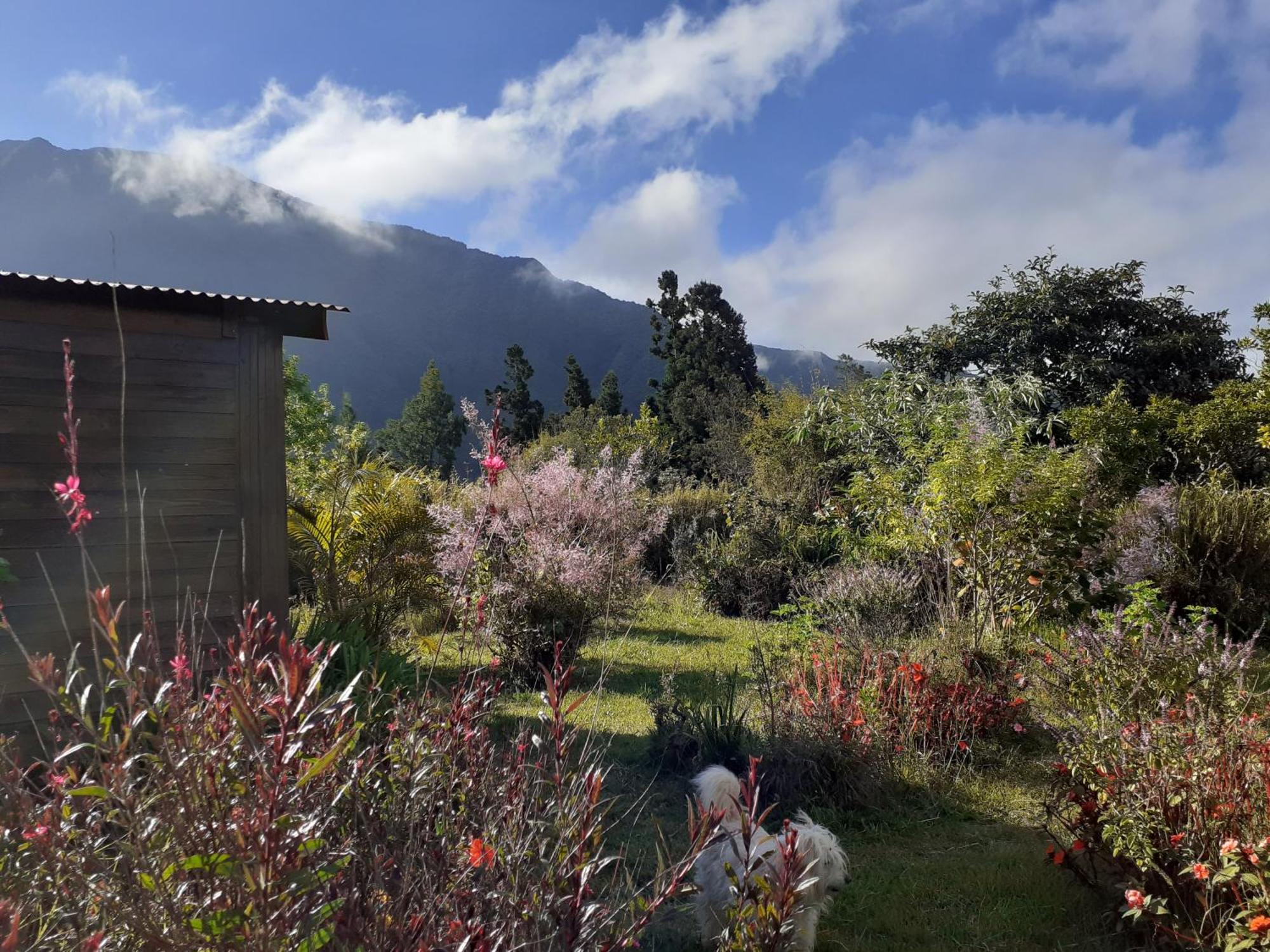 Le Clos Des Mimosas La Plaine des Palmistes Kültér fotó